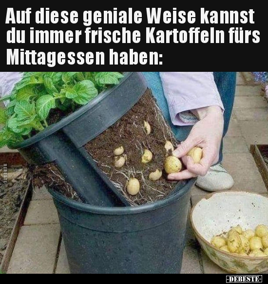 Auf diese geniale Weise kannst du immer frische Kartoffeln.. - Lustige Bilder | DEBESTE.de