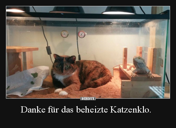 Danke für das beheizte Katzenklo... - Lustige Bilder | DEBESTE.de