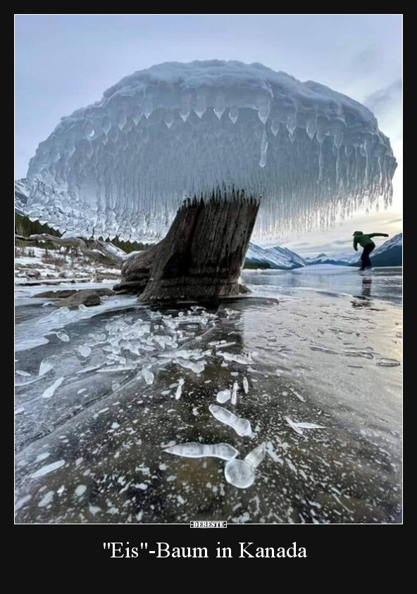 "Eis"-Baum in Kanada.. - Lustige Bilder | DEBESTE.de