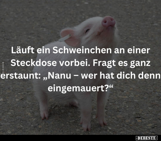 Läuft ein Schweinchen an einer Steckdose vorbei.. - Lustige Bilder | DEBESTE.de