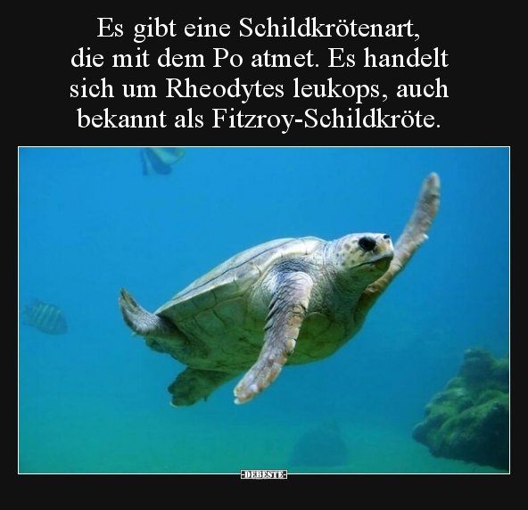 Es gibt eine Schildkrötenart, die mit dem Po atmet. Es.. - Lustige Bilder | DEBESTE.de
