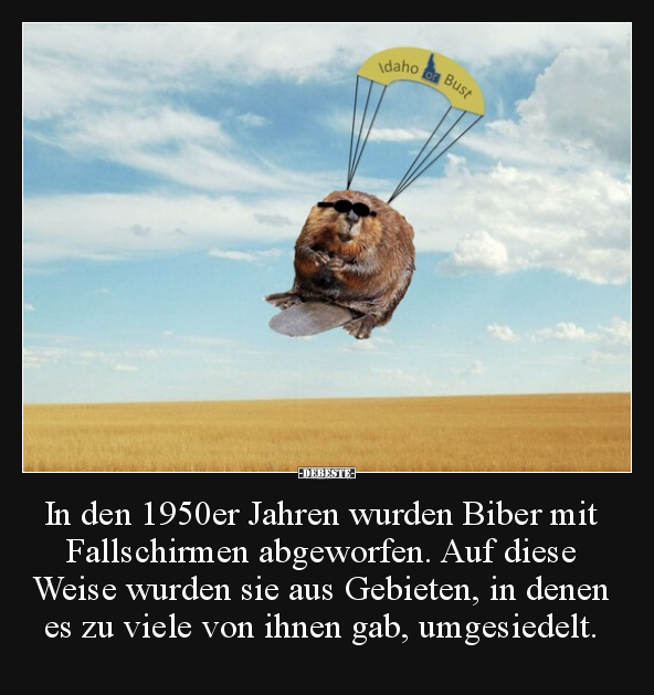 In den 1950er Jahren wurden Biber mit Fallschirmen.. - Lustige Bilder | DEBESTE.de
