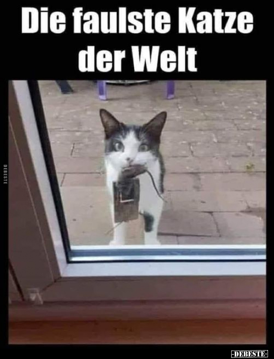 Die faulste Katze der Welt.. - Lustige Bilder | DEBESTE.de