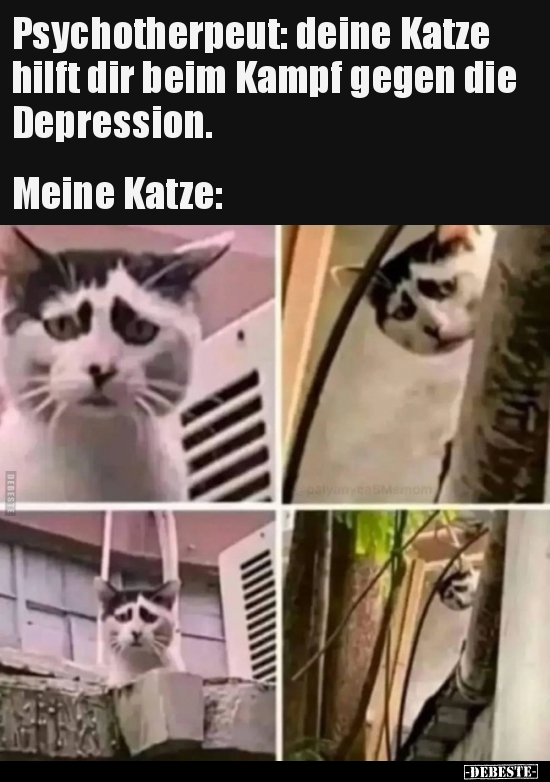 Psychotherpeut: deine Katze hilft dir beim Kampf gegen die.. - Lustige Bilder | DEBESTE.de