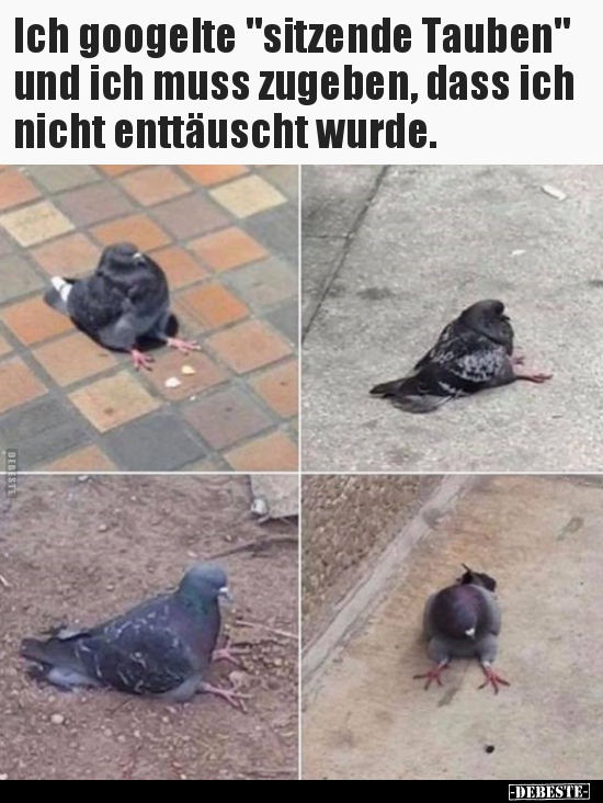 Ich googelte "sitzende Tauben" und ich muss zugeben, dass.. - Lustige Bilder | DEBESTE.de