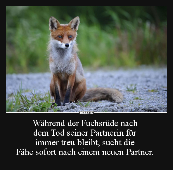Während der Fuchsrüde nach dem Tod seiner Partnerin für... - Lustige Bilder | DEBESTE.de