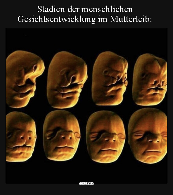 Stadien der menschlichen Gesichtsentwicklung im.. - Lustige Bilder | DEBESTE.de