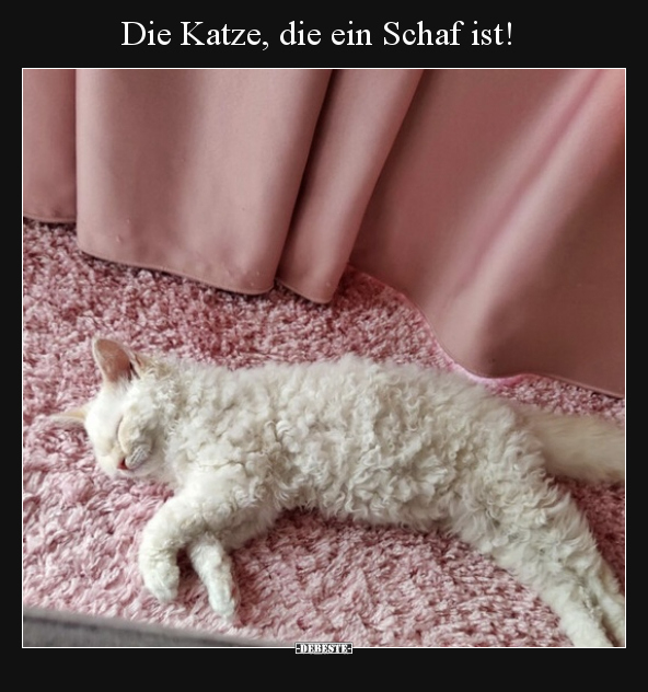 Die Katze, die ein Schaf ist!.. - Lustige Bilder | DEBESTE.de
