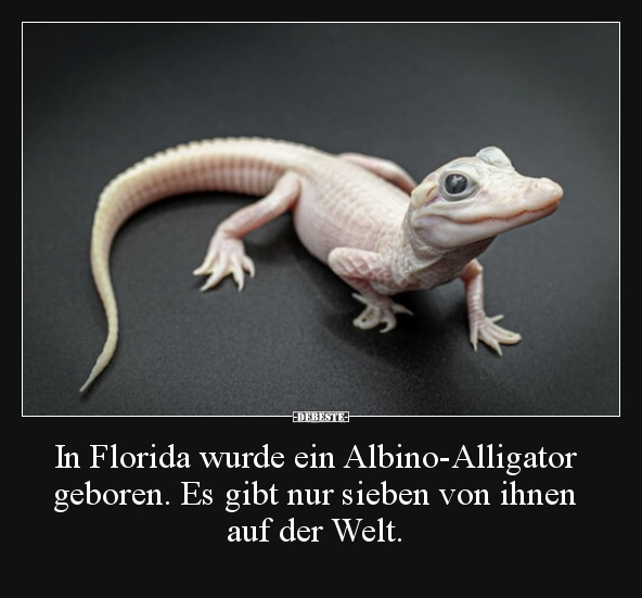 In Florida wurde ein Albino-Alligator geboren. Es gibt nur.. - Lustige Bilder | DEBESTE.de