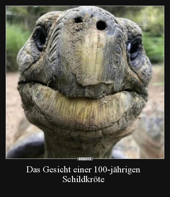 Das Gesicht einer 100-jährigen Schildkröte.. - Lustige Bilder | DEBESTE.de