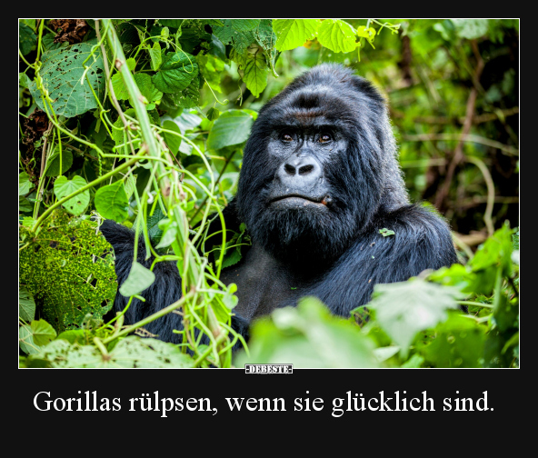Gorillas rülpsen, wenn sie glücklich sind... - Lustige Bilder | DEBESTE.de