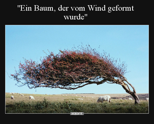 "Ein Baum, der vom Wind geformt wurde".. - Lustige Bilder | DEBESTE.de