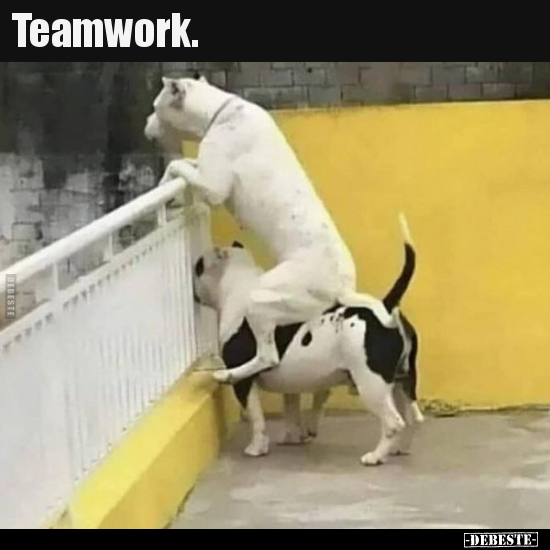Teamwork... - Lustige Bilder | DEBESTE.de