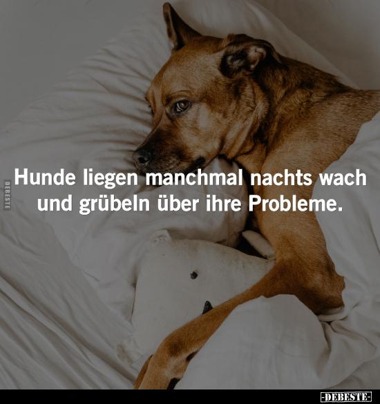 Hunde liegen manchmal nachts.. - Lustige Bilder | DEBESTE.de