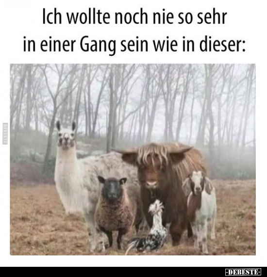Ich wollte noch nie so sehr in einer Gang sein.. - Lustige Bilder | DEBESTE.de