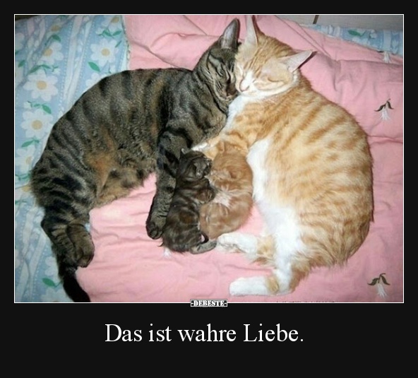 Das ist wahre Liebe. - Lustige Bilder | DEBESTE.de