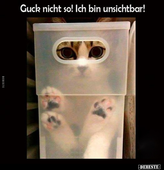 Guck nicht so! Ich bin unsichtbar!.. - Lustige Bilder | DEBESTE.de