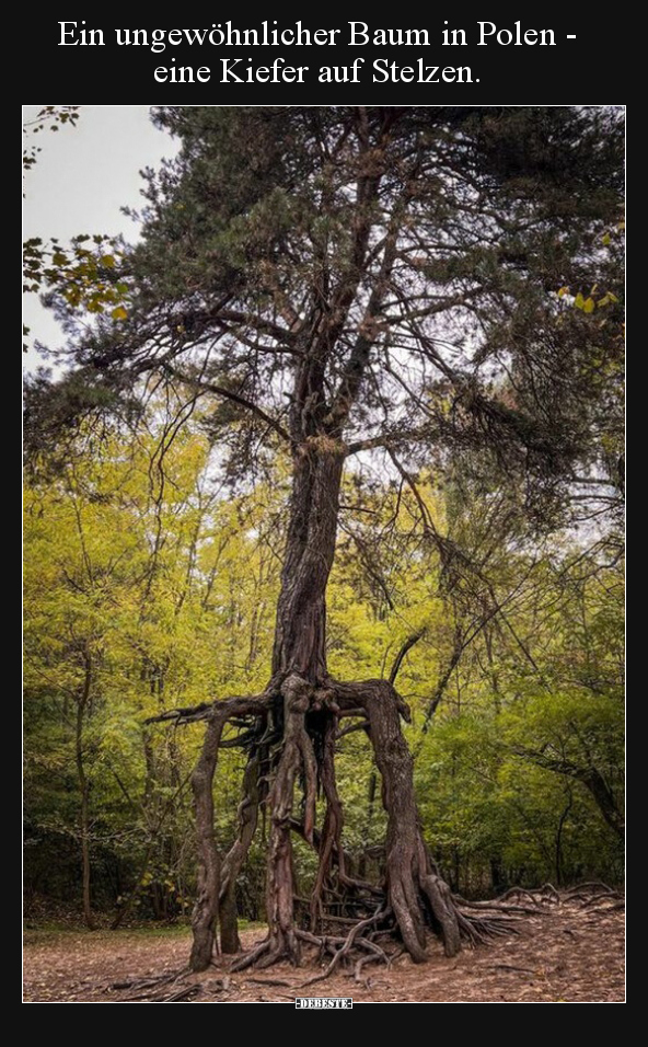 Ein ungewöhnlicher Baum in Polen - eine Kiefer auf.. - Lustige Bilder | DEBESTE.de