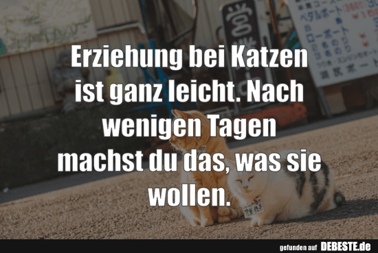 Erziehung bei Katzen..... - Lustige Bilder | DEBESTE.de