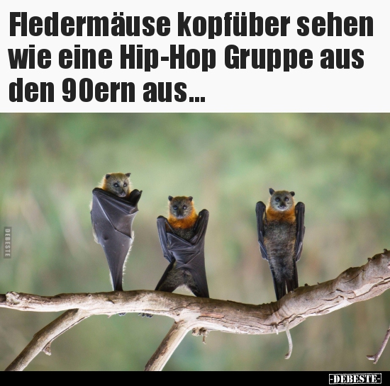 Fledermäuse kopfüber sehen wie eine Hip-Hop Gruppe aus den.. - Lustige Bilder | DEBESTE.de