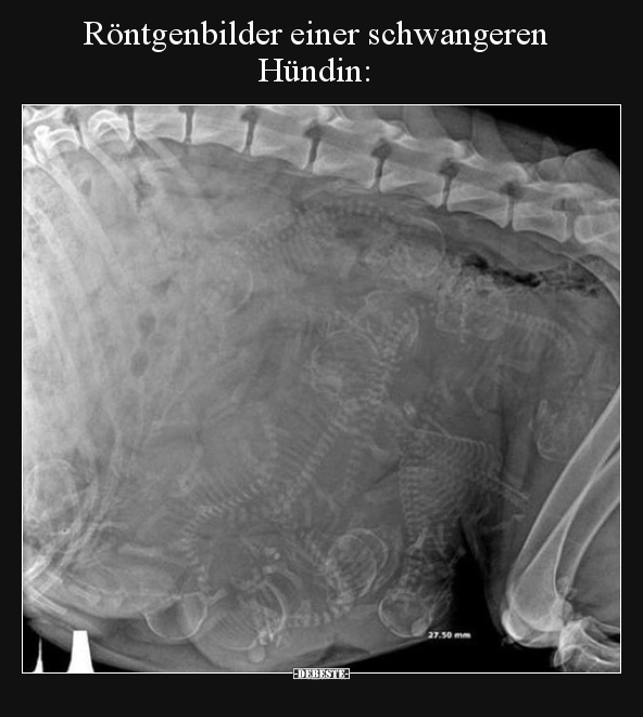 Röntgenbilder einer schwangeren Hündin.. - Lustige Bilder | DEBESTE.de