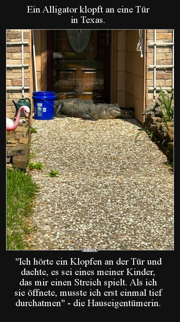 Ein Alligator klopft an eine Tür in Texas. "Ich hörte ein.." - Lustige Bilder | DEBESTE.de