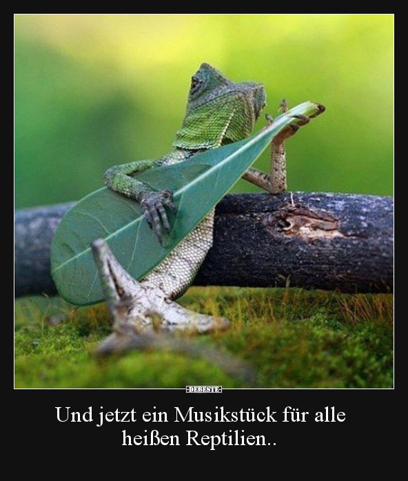 Und jetzt ein Musikstück für alle 
heißen Reptilien.. - Lustige Bilder | DEBESTE.de