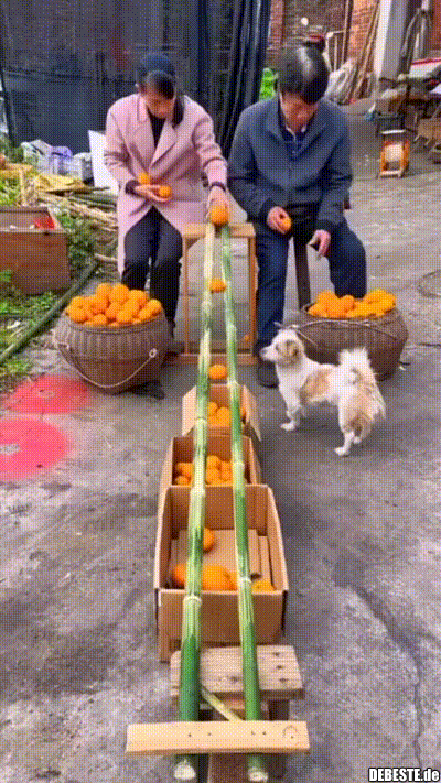 Orangen sortieren.. - Lustige Bilder | DEBESTE.de