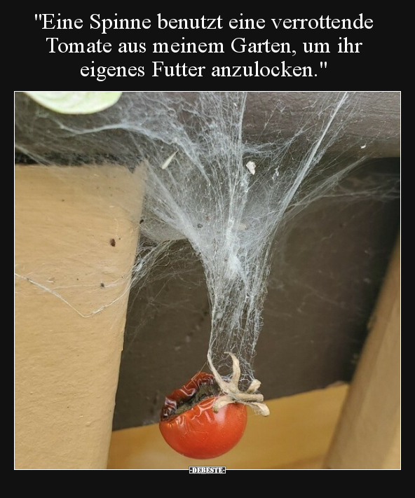 "Eine Spinne benutzt eine verrottende Tomate aus meinem.." - Lustige Bilder | DEBESTE.de