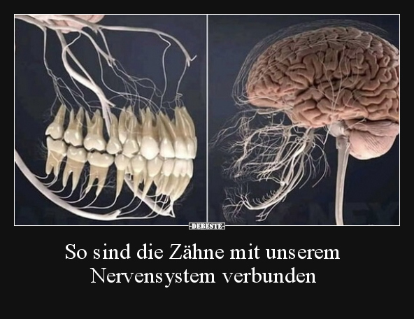 So sind die Zähne mit unserem Nervensystem verbunden.. - Lustige Bilder | DEBESTE.de