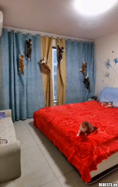 Katzen hängen am Vorhang.. - Lustige Bilder | DEBESTE.de