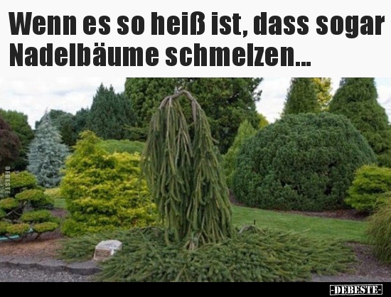 Wenn es so heiß ist, dass sogar Nadelbäume schmelzen... - Lustige Bilder | DEBESTE.de