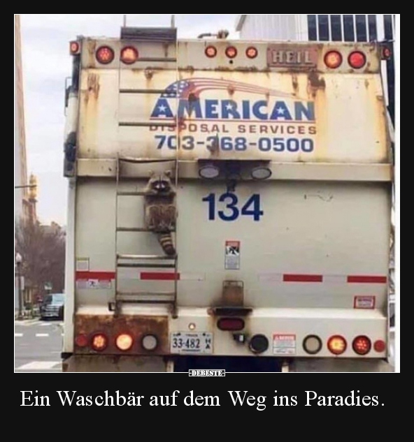 Ein Waschbär auf dem Weg ins Paradies... - Lustige Bilder | DEBESTE.de