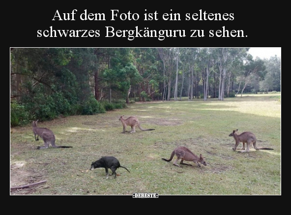 Auf dem Foto ist ein seltenes schwarzes Bergkänguru zu.. - Lustige Bilder | DEBESTE.de