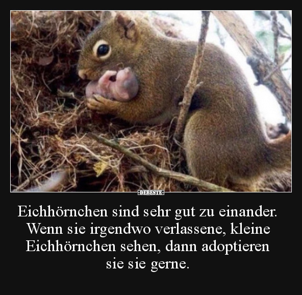 Eichhörnchen sind sehr gut zu einander. Wenn sie irgendwo.. - Lustige Bilder | DEBESTE.de