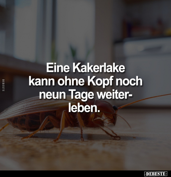 Eine Kakerlake kann ohne Kopf noch neun Tage.. - Lustige Bilder | DEBESTE.de