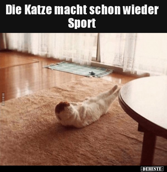 Die Katze macht schon wieder Sport.. - Lustige Bilder | DEBESTE.de