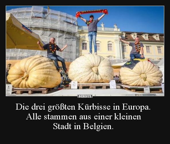 Die drei größten Kürbisse in Europa. Alle stammen aus.. - Lustige Bilder | DEBESTE.de