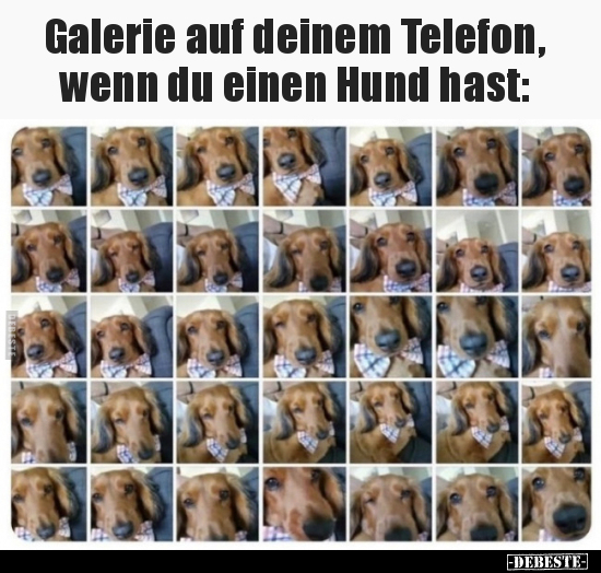 Galerie auf deinem Telefon, wenn du einen Hund hast.. - Lustige Bilder | DEBESTE.de