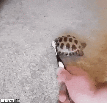 Auch Schildkröten wollen gebürstet werden. - Lustige Bilder | DEBESTE.de