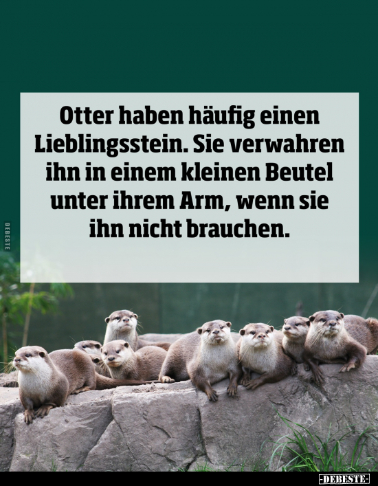 Otter haben häufig einen Lieblingsstein... - Lustige Bilder | DEBESTE.de
