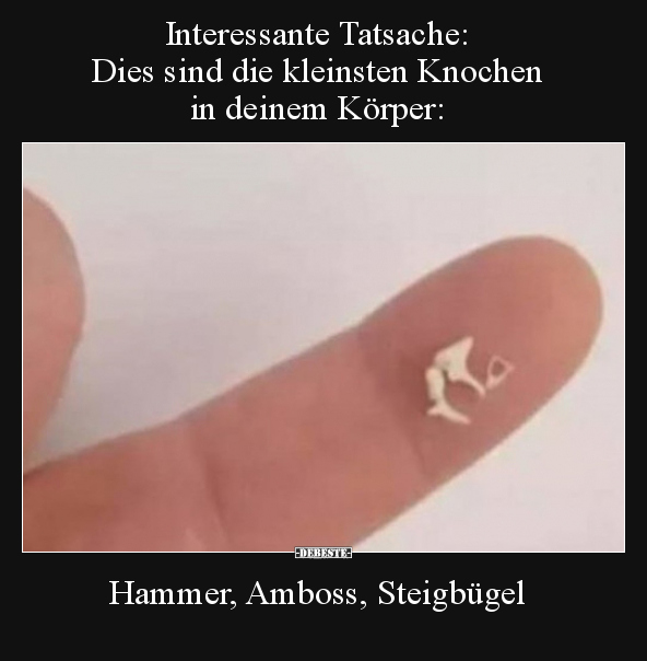 Interessante Tatsache: Dies sind die kleinsten Knochen in.. - Lustige Bilder | DEBESTE.de