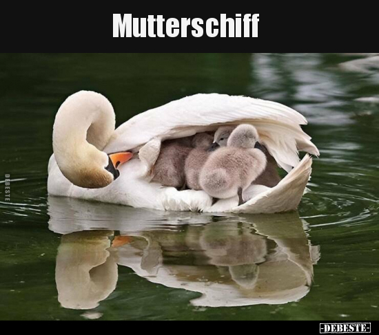 Mutterschiff.. - Lustige Bilder | DEBESTE.de