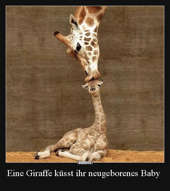 Eine Giraffe küsst ihr neugeborenes Baby.. - Lustige Bilder | DEBESTE.de