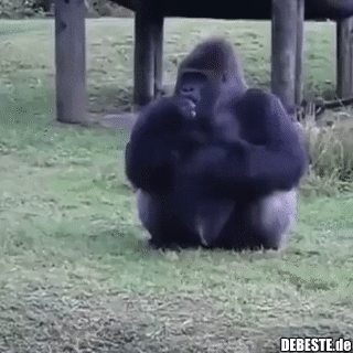 Der Gorilla benutzt die Zeichensprache, um den Menschen mitzuteilen, dass er nicht von Besuchern gefüttert werden kann. - Lustige Bilder | DEBESTE.de