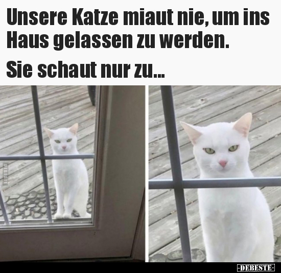 Unsere Katze miaut nie, um ins Haus gelassen zu werden... - Lustige Bilder | DEBESTE.de
