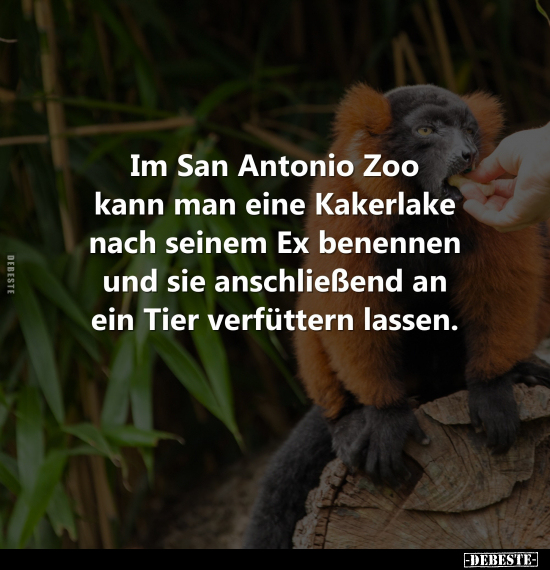Im San Antonio Zoo kann man eine Kakerlake nach seinem Ex.. - Lustige Bilder | DEBESTE.de