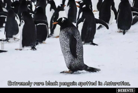 Extremely rare black penguin spotted in Antarctica... - Lustige Bilder | DEBESTE.de
