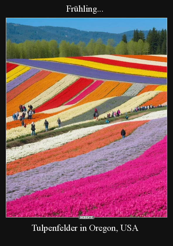 Frühling... Tulpenfelder in Oregon, USA.. - Lustige Bilder | DEBESTE.de