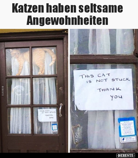 Katzen haben seltsame Angewohnheiten.. - Lustige Bilder | DEBESTE.de